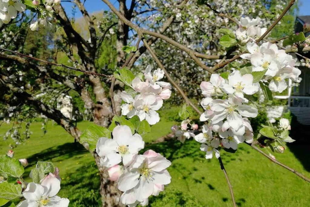 Viihtyisae Kolmio Jaerven Rannalla Haapavesi Εξωτερικό φωτογραφία